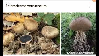 Scleroderma verrocosum [upl. by Ednew823]