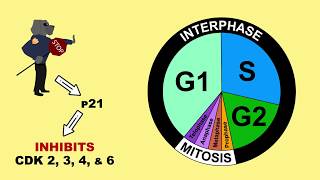 p53 Tumour Suppressor and MDM2 [upl. by Herald]