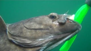 Halibut Fishing With Leadhead Jigs [upl. by Childers]