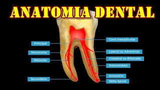 Anatomia do Dente  Resumo [upl. by Saleem620]