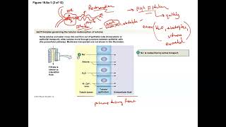 Unit 3 Part 22 Nephron Reabsorption [upl. by Alekahs950]