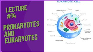 Prokaryotes  Eukaryotes  eukaryotic and prokayotic cell [upl. by Hcire726]