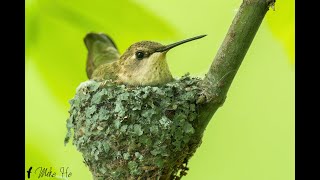 Blackchinned Humming Bird Mike Photography [upl. by Annahsat]