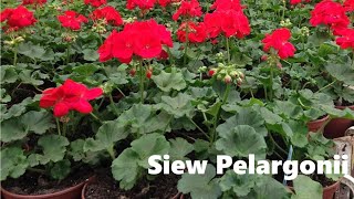 Siew Pelargonii quotPelaśkiquot [upl. by Asen380]