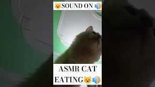 ASMR CAT EATING 😺🔊cat cats shorts shortsfeed youtubeshorts funny [upl. by Aital307]