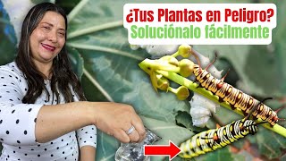 Fungicida Casero para Proteger Tus Plantas de Gusanos plantas jardin [upl. by Philbert]