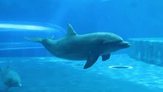 Acquario di Genova Delfini in azione dolphins [upl. by Ilak681]