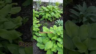 Late Spring Shade Garden Tour  Best Hostas  Best Plants For Shade [upl. by Naicad392]