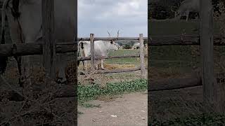 Maremma cows close view [upl. by Anirbaz630]