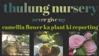 Camellia flower ka plant ki reporting camelliaflower🌷🌿🌷🌿🌷🌿🌷🌿🌷 plants plantlover thulungnursery [upl. by Melesa]