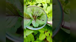 Amaranthus flowering through lenses 😁🏡youtubeshorts nature gardening gardening satisfying [upl. by Hayikat]