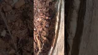 Winter fruiting of decomposer basidiomycetes of Goa [upl. by Yokum]