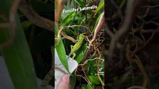 Furcifer Lateralis Teppichchamäleon  Carpetchameleon terrakultur furciferlateralis terrarium [upl. by Palestine]