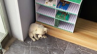 A puppy suddenly ran into the store cowering in fear in a corner [upl. by Marelda190]