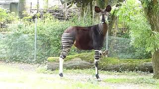 Vacker Okapi Okapi at Copenhagen Zoo Okapia johnstoni Zoologisk Have København [upl. by Ladew140]