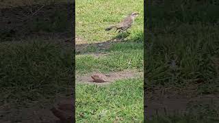 Sinsonte calandria Mimus saturninus  The chalkbrowed mockingbird Mimus saturninus [upl. by Yrhcaz816]