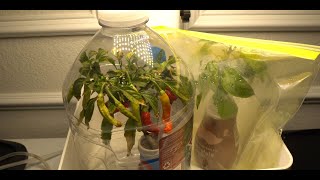 Keep Plant In Small Containers Alive When You Are Away [upl. by Evy]