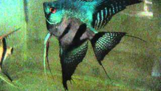 Pterophyllum scalare Pinoy Ghost Angelfish [upl. by Merla557]