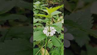 White deadnettle near the River Roding Debden Essex [upl. by Okorih]