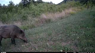 Cinghiale Sus scrofa e capriolo Capreolus capreolus che mangiano mele [upl. by Aneehsak539]