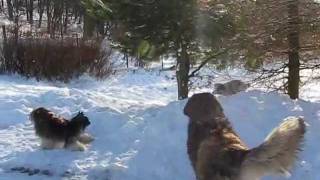 Leonbergers and border collie 9 weeks [upl. by Eiramnwad]