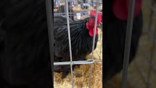 Black Cochins cluckerbooks chickenman chicken cochin bantam poultry exhibitions [upl. by Samid390]