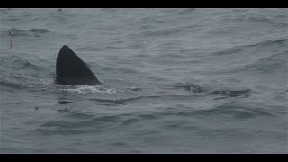 Padstow Sealife Safari Basking Shark Sighting [upl. by Adnoraj]