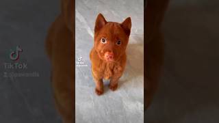 Catdog Hmong Bobtail Dog 😍🥰 animals animalshorts cuteanimal [upl. by Jodie381]