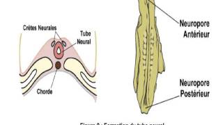 EMBRYOLOGIE La 4 quatrième semaine du développement [upl. by Luar]