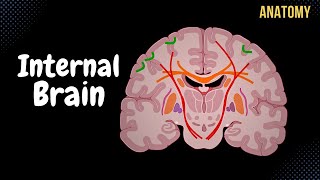 Internal Cerebrum Association Commissural Projection Fibers Basal Ganglion [upl. by Nester]