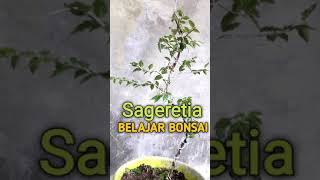 belajar program kibesi 1 part 3 Sageretia shorts [upl. by Navis]