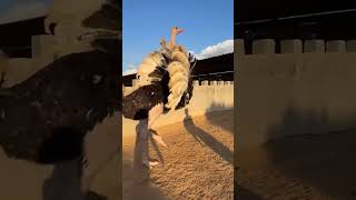 Strong ostrich attack 🥶😱هجوم النعامة القوي [upl. by Solotsopa]