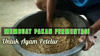 Cara membuat pakan fermentasi untuk ayam petelur anda [upl. by Revlis]