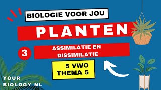 5 vwo  Planten  3  Assimilatie amp Dissimilatie [upl. by Ahsii498]