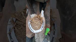 horse hoof foryou satisfying horsehoof horseshoe [upl. by Hazard742]