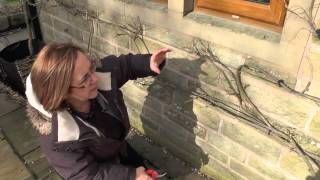 How to Winter Prune Wisteria [upl. by Janik250]