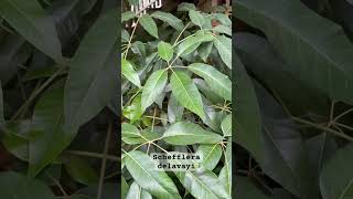 Schefflera delavayi  the perfect plant👌 [upl. by Auhel]