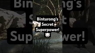 Fact Of Binturongs Secret Superpower 🐻‍❄️ animals facts trivia [upl. by Olney]