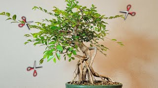 Bonsai Octopus 🐙 Elm ulmus octopoda First ✂️ 2024 [upl. by Enaud]