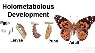 Metamorphosisholometabolous development [upl. by Imaj]