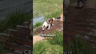 Clever Dogs Figure Out How to Get Across Cattle Guard 🐶 🙌 [upl. by Bertold]