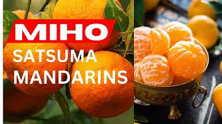 MIHO SATSUMAS HARVEST  HOW TO GROW CITRUS IN A CONTAINER [upl. by Kacerek]