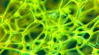 Sponge UNDER THE MICROSCOPE [upl. by Ayahsal]