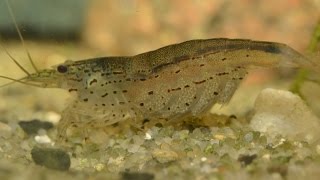 Amano Shrimp Caridina multidentata  Breeding Part 1 [upl. by Paff]