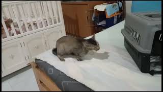 Rescue Disable Cat in Taiping [upl. by Ylera]