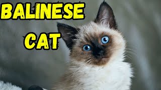 Balinese Cat Pros and Cons  The Good And The Bad [upl. by Nissy816]