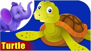 Animal Songs for Kids  Turtle Song [upl. by Dlareme]