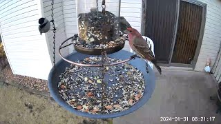 20240131  Blackcapped Chickadees and multiple House Finches enjoying a breakfast time meal [upl. by Sarad658]