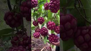 Kadsura fruitRare Fruit farmer chinafoodchinafruit sugarapple rarefruits nature naturelovers [upl. by Ebonee467]