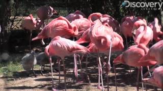 Caribbean Flamingo [upl. by Tranquada558]